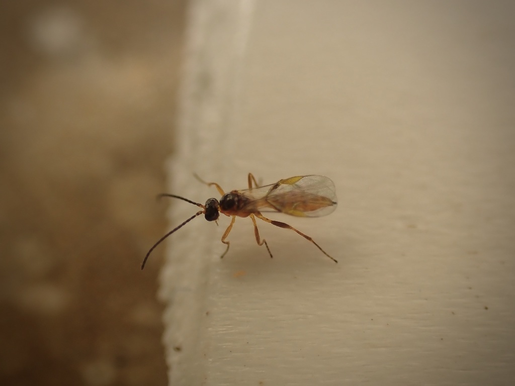 Aphidius rosae
