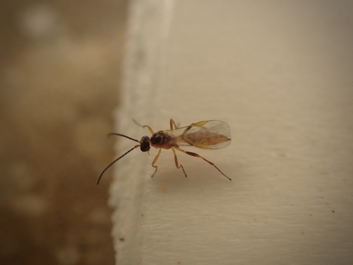 Aphidius rosae