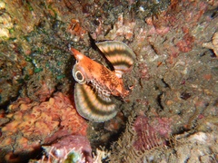 Dendrochirus biocellatus