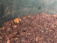 Bombus
