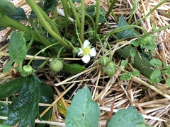 Fragaria