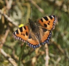 Aglais urticae
