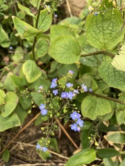 Brunnera