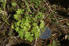 Alchemilla micans
