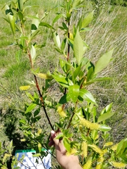 Salix pentandra