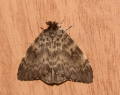 Lymantria ampla