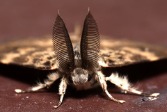 Lymantria ampla