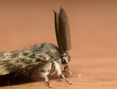 Lymantria ampla