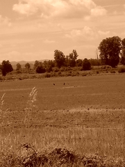 Plegadis falcinellus