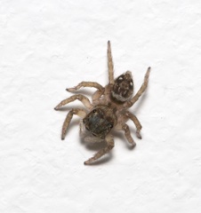 Salticidae