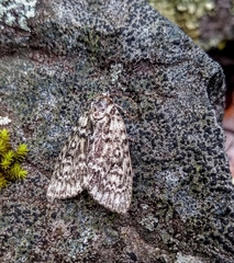 Acronicta heitzmani