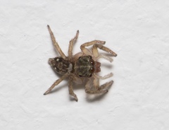 Salticidae