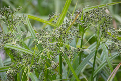 Scirpus sylvaticus