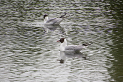 Chroicocephalus ridibundus