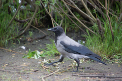 Corvus cornix