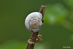 Helicella itala