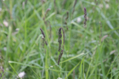 Dactylis glomerata