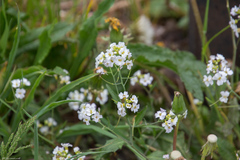 Arabidopsis arenosa