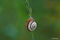 Helicella itala