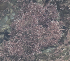 Jania verrucosa
