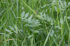 Vicia sepium