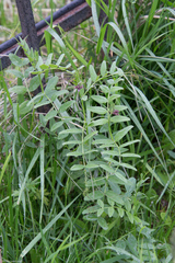 Vicia sepium