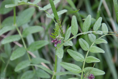 Vicia sepium