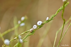 Helicella itala