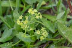 Alchemilla
