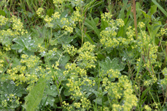Alchemilla