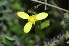 Osteospermum ciliatum