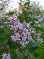 Syringa wolfii
