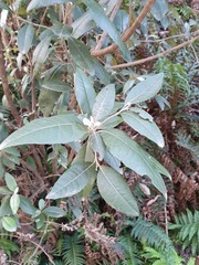 Olearia argophylla