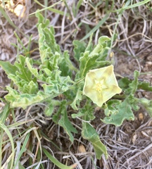 Chamaesaracha coniodes