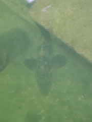 Epinephelus itajara