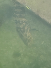 Epinephelus itajara