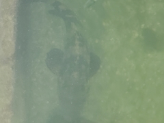 Epinephelus itajara