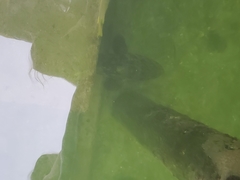 Epinephelus itajara