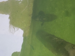 Epinephelus itajara