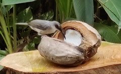 Cinclocerthia gutturalis