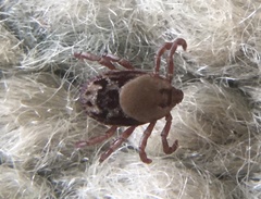 Rhipicephalus pulchellus