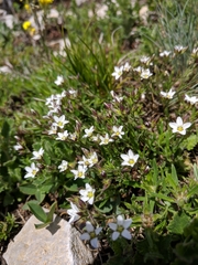 Minuartia adenotricha