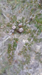 Leptospermum arachnoides
