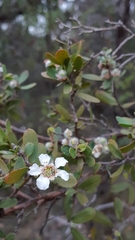 Leptospermum myrtifolium