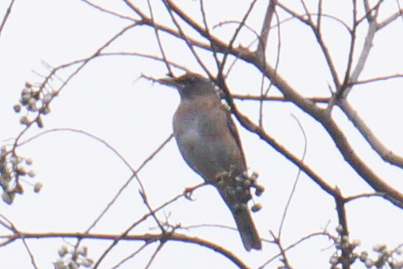 Pale Thrush