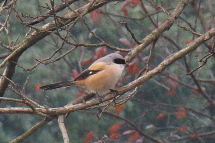 Long-tailed Shrike