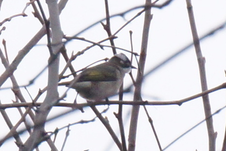 Pycnonotus sinensis