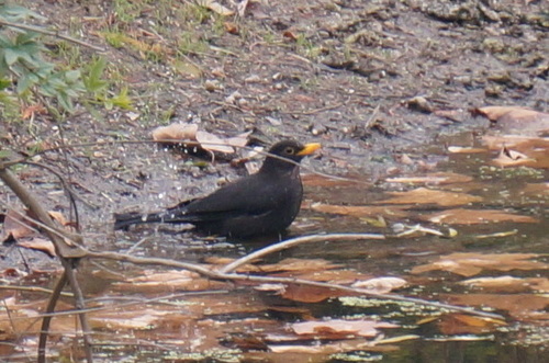 Turdus mandarinus