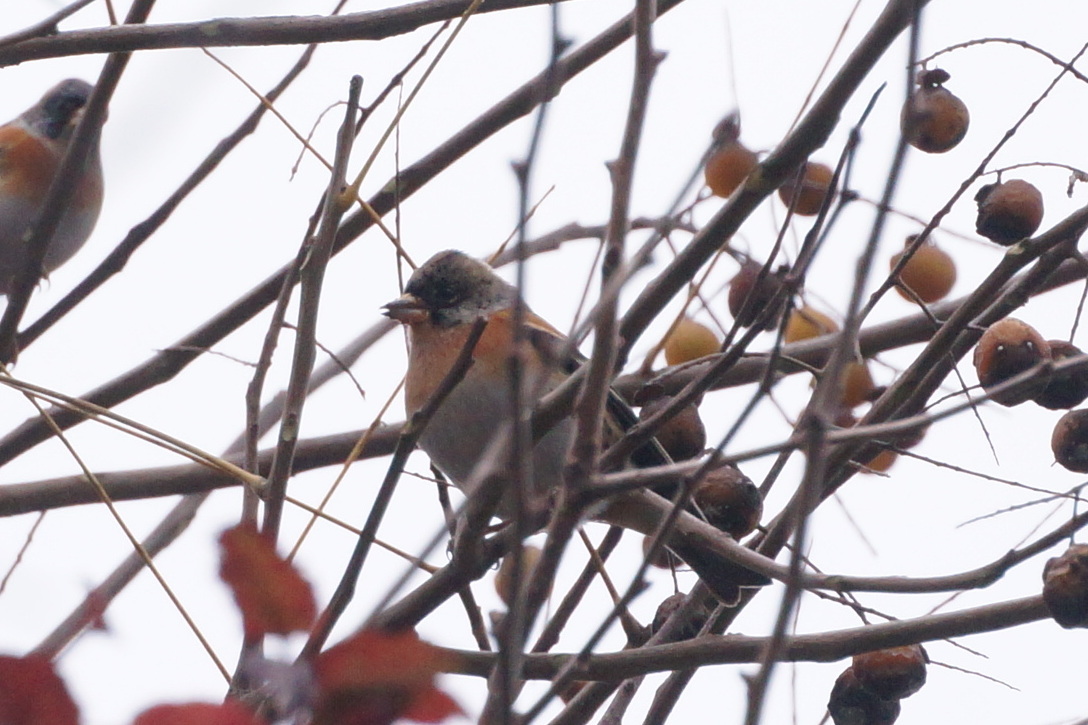 Brambling