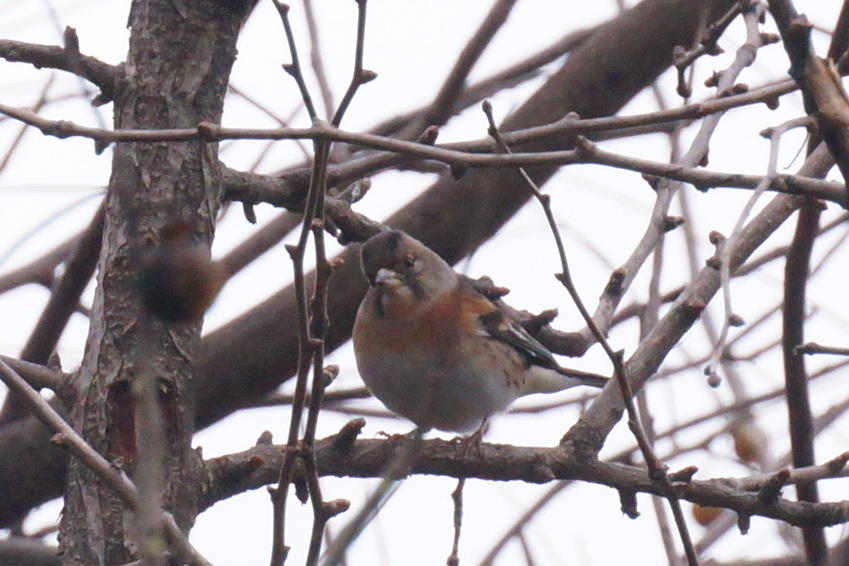 Brambling